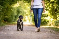 Curli Beloningszakje Grijs -Huisdierbenodigdheden image 1044