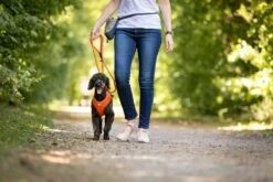 Curli Beloningszakje Grijs -Huisdierbenodigdheden image 1045