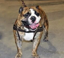 Dean And Tyler Hondentuig Cowboy -Huisdierbenodigdheden image 105