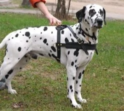 Dean And Tyler Hondentuig Cowboy -Huisdierbenodigdheden image 106