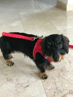 Curli Hondentuig Magnetic Harness Rood -Huisdierbenodigdheden image 11