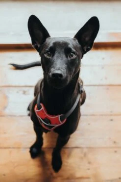 Hunter Hondentuig Divo Rood -Huisdierbenodigdheden image 115