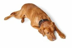 Hunter Hondenhalsband Canadian Up Zwart / Cognac -Huisdierbenodigdheden image 1239