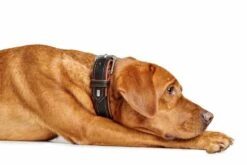 Hunter Hondenhalsband Canadian Up Zwart / Cognac -Huisdierbenodigdheden image 1242