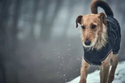 Hunter Hondenjas Uppsala Softshell -Huisdierbenodigdheden image 1251