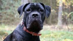 Doxtasy Hondenhalsband Pink Eagle 25mm -Huisdierbenodigdheden image 1262