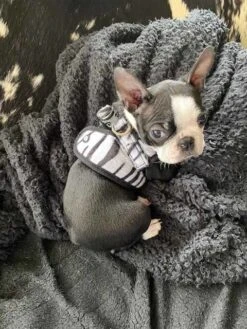 Doxtasy Hondentuig Comfy Harnass Zebra -Huisdierbenodigdheden image 1265