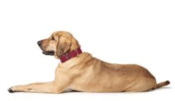 Hunter Hondenhalsband Aalborg Special Rood -Huisdierbenodigdheden image 1269