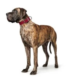 Hunter Hondenhalsband Aalborg Special Rood -Huisdierbenodigdheden image 1272