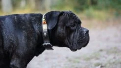 Huisdierbenodigdheden -Huisdierbenodigdheden image 1281