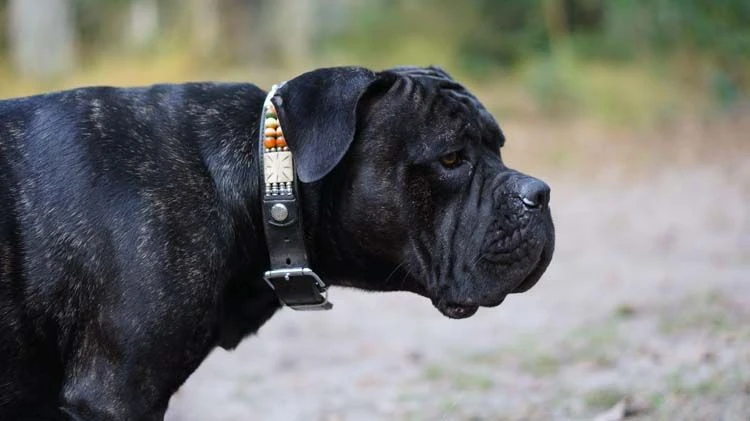 Doxtasy Hondenhalsband Colours Of The Wind 35mm 4 Doxtasy Hondenhalsband Colours Of The Wind 35mm - Afbeelding 2