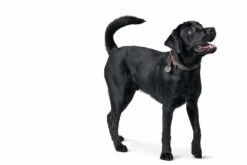 Hunter Hondenhalsband Solid Education Cord Bruin Turquoise -Huisdierbenodigdheden image 1285