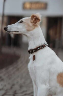 Hunter Hondenhalsband Solid Education Cord Bruin Turquoise -Huisdierbenodigdheden image 1287