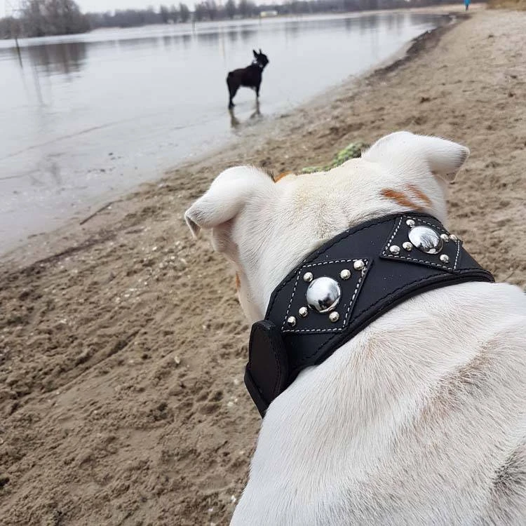 Doxtasy Hondenhalsband Ruff Chique Black 5 Doxtasy Hondenhalsband Ruff Chique Black - Afbeelding 3