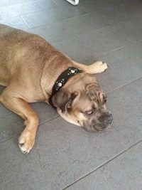 Doxtasy Hondenhalsband Ruff Chique Black 6 Doxtasy Hondenhalsband Ruff Chique Black - Afbeelding 4