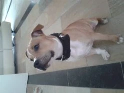 Doxtasy Hondenhalsband Ruff Chique Black 12 Doxtasy Hondenhalsband Ruff Chique Black -Huisdierbenodigdheden image 1303