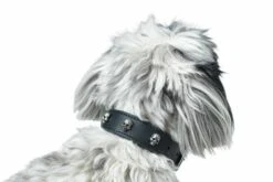 Hunter Hondenhalsband Tijuana -Huisdierbenodigdheden image 1309