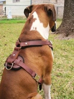 Dean And Tyler Hondentuig The Boss -Huisdierbenodigdheden image 131