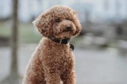 Hunter Hondenhalsband Tijuana -Huisdierbenodigdheden image 1311