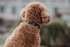 Hunter Hondenhalsband Tijuana -Huisdierbenodigdheden image 1312