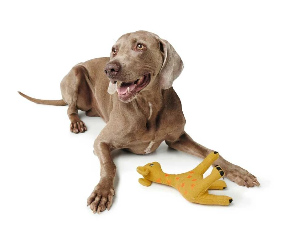 Hunter Hondenspeelgoed Eiby 4 Hunter Hondenspeelgoed Eiby - Afbeelding 2