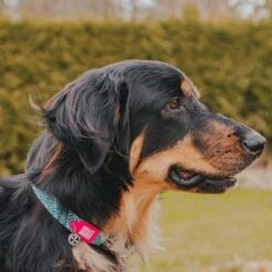 Huisdierbenodigdheden -Huisdierbenodigdheden image 1357