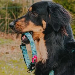 Max & Molly Hondenhalsband Retro Blue -Huisdierbenodigdheden image 1359