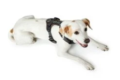 Hunter Hondentuig Maldon Zwart -Huisdierbenodigdheden image 139