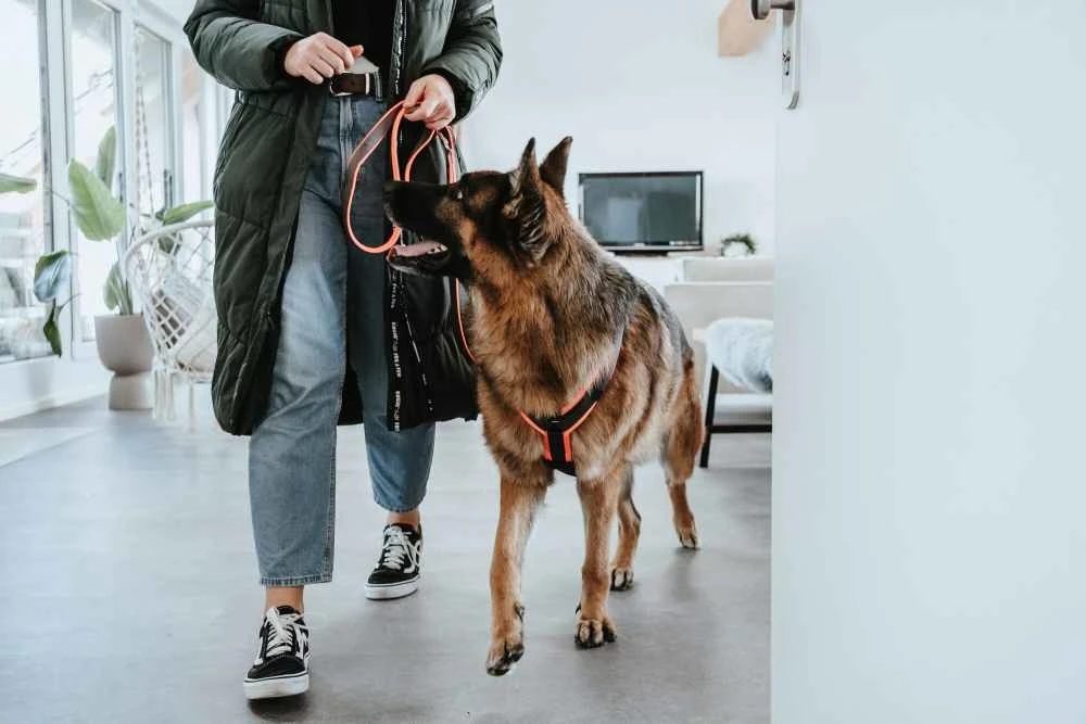 Hunter Veiligheidsharnas Maldon Oranje 4 Hunter Veiligheidsharnas Maldon Oranje - Afbeelding 2