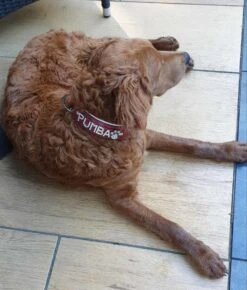 Featured Products -Huisdierbenodigdheden image 1412