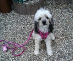 Doxtasy Hondentuig Comfy Harnass Scottish Hot Pink -Huisdierbenodigdheden image 1429