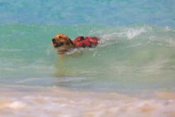 Hunter Hondenzwemvest Moss 15 Hunter Hondenzwemvest Moss -Huisdierbenodigdheden image 1438