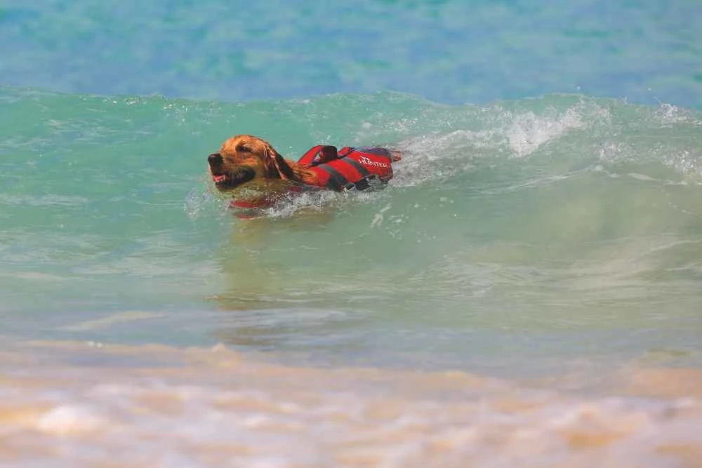 Hunter Hondenzwemvest Moss 7 Hunter Hondenzwemvest Moss - Afbeelding 5