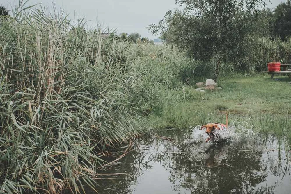 Hunter Hondenzwemvest Moss 9 Hunter Hondenzwemvest Moss - Afbeelding 7