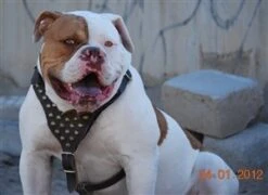 Dean And Tyler Hondentuig Stud Brother -Huisdierbenodigdheden image 149