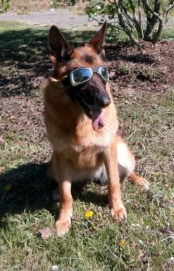 Dogoptics Hondenzonnebril Biker Silver Frame/Mirror Lens -Huisdierbenodigdheden image 1535