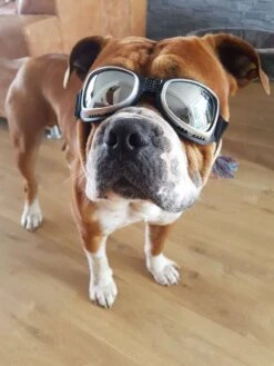 Dogoptics Hondenzonnebril Biker Silver Frame/Mirror Lens -Huisdierbenodigdheden image 1536