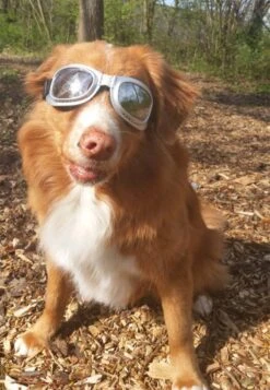 Dogoptics Hondenzonnebril Biker Silver Frame/Mirror Lens -Huisdierbenodigdheden image 1537