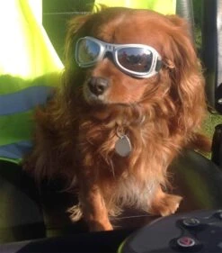 Dogoptics Hondenzonnebril Biker Silver Frame/Mirror Lens -Huisdierbenodigdheden image 1538