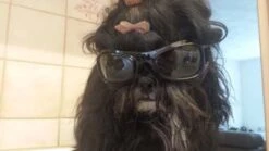 Dogoptics Hondenzonnebril Biker Black Frame Clear Lens -Huisdierbenodigdheden image 1547