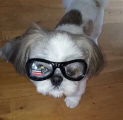 Dogoptics Hondenzonnebril Biker Black Frame Clear Lens -Huisdierbenodigdheden image 1549