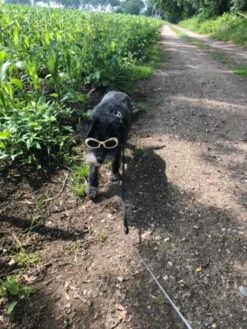 Doggles Hondenzonnebril Chrome -Huisdierbenodigdheden image 1553