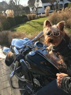 Doggles Hondenzonnebril Chrome -Huisdierbenodigdheden image 1555