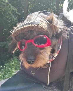 Doggles Hondenzonnebril Shiny Red -Huisdierbenodigdheden image 1558