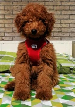 Curli Hondentuig Air-Mesh Harness Red -Huisdierbenodigdheden image 1575