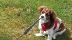 Curli Hondentuig Air-Mesh Harness Red -Huisdierbenodigdheden image 1576