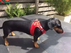 Curli Hondentuig Air-Mesh Harness Red -Huisdierbenodigdheden image 1577