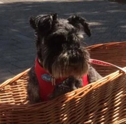 Curli Hondentuig Air-Mesh Harness Red -Huisdierbenodigdheden image 1579