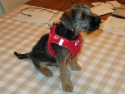 Curli Hondentuig Air-Mesh Harness Red -Huisdierbenodigdheden image 1580