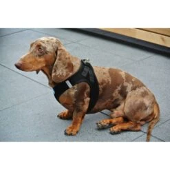 Curli Hondentuig Air-Mesh Harness Black -Huisdierbenodigdheden image 1585